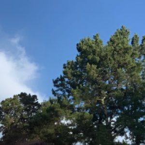 Meet your Posher, Alana